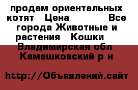 продам ориентальных котят › Цена ­ 5 000 - Все города Животные и растения » Кошки   . Владимирская обл.,Камешковский р-н